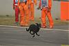     
:  dog on indian gp.jpg
: 88
:	42.8 
ID:	68742